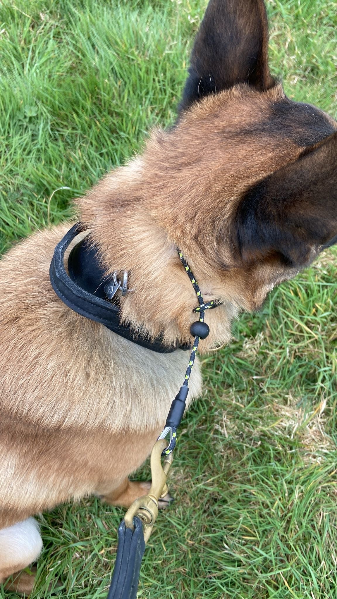 Obedience Slip Collar