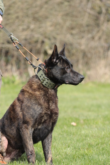 Obedience Slip Collar/ Grot