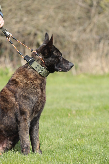 Obedience Slip Collar/ Grot