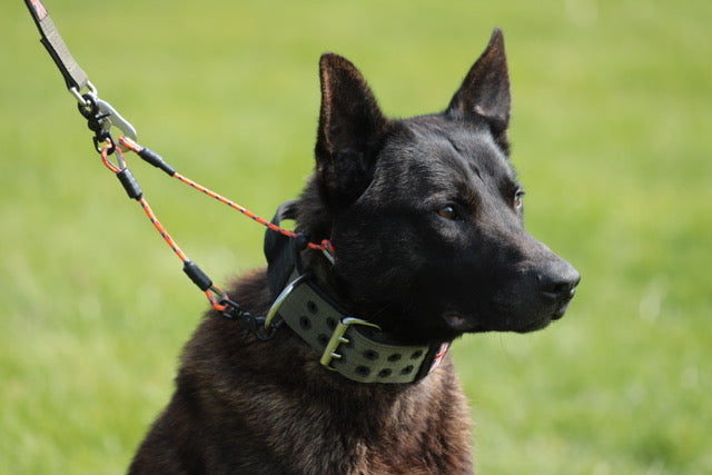 Obedience Slip Collar/ Grot