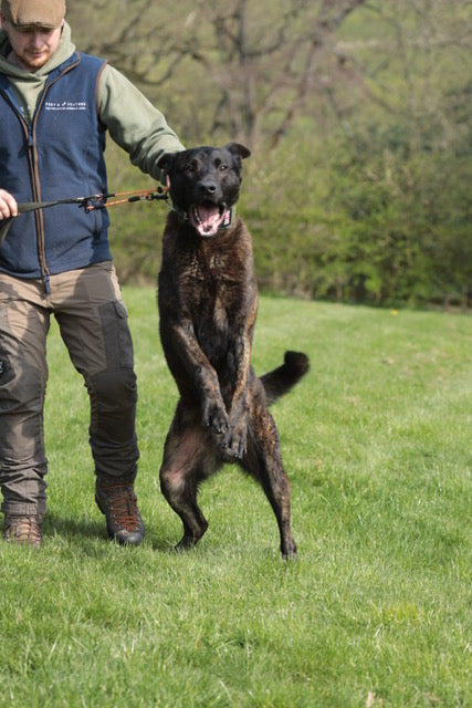 Obedience Slip Collar/ Grot