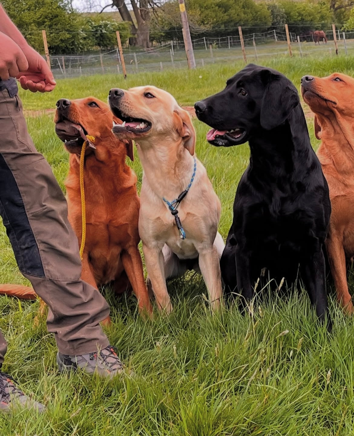 Obedience Slip Collar