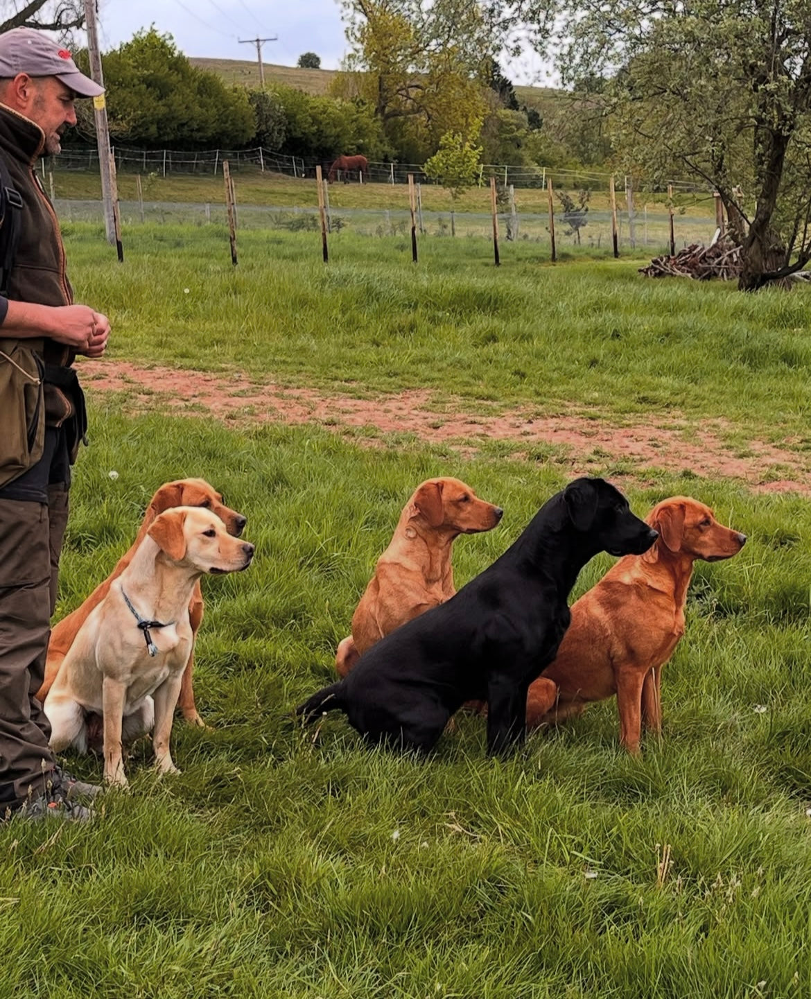 Obedience Slip Collar
